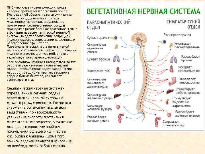 ПНС «включает» свои функции, когда человек пребывает в состоянии покоя. Благодаря ей обеспечивается суживание