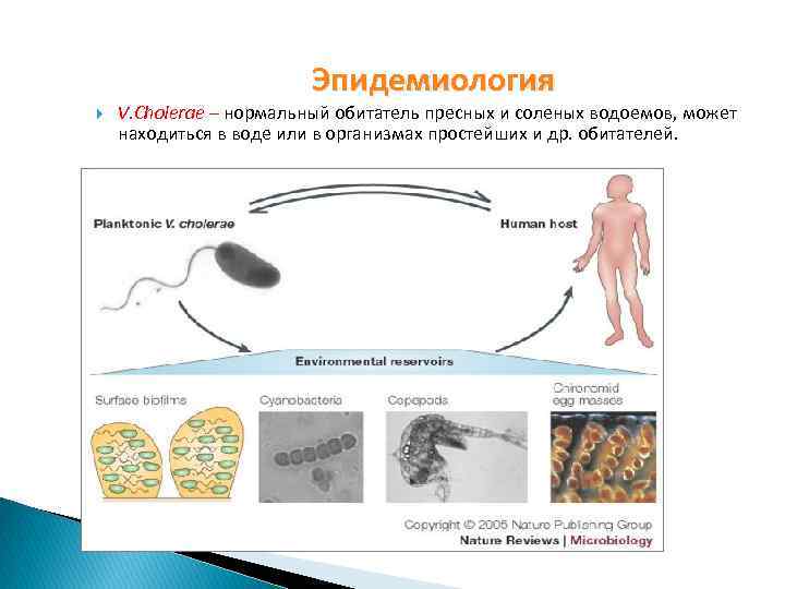 Эпидемиология V. Cholerae – нормальный обитатель пресных и соленых водоемов, может находиться в воде