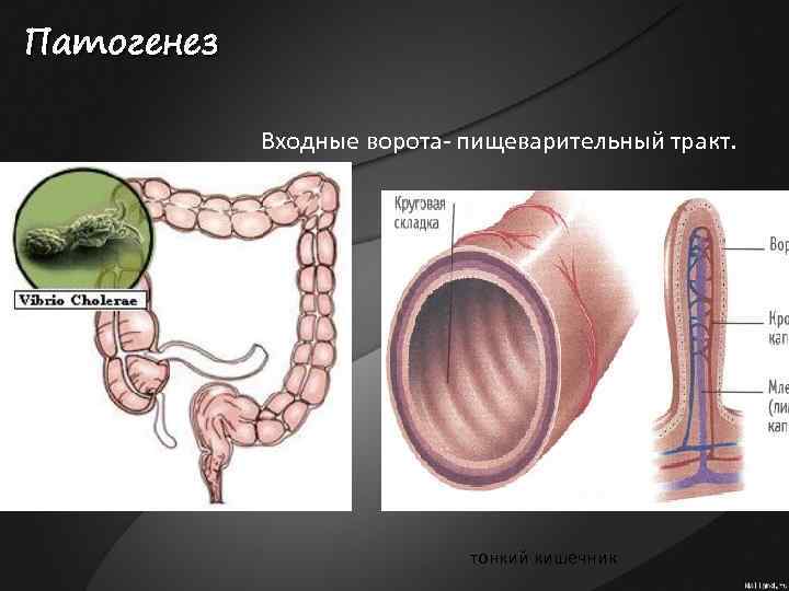 Патогенез Входные ворота- пищеварительный тракт. тонкий кишечник 