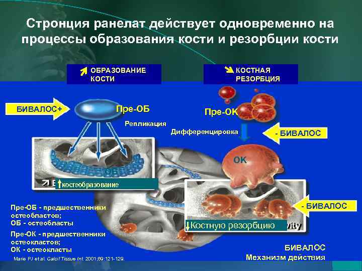 Стронция ранелат действует одновременно на процессы образования кости и резорбции кости ОБРАЗОВАНИЕ КОСТИ Пре-ОБ