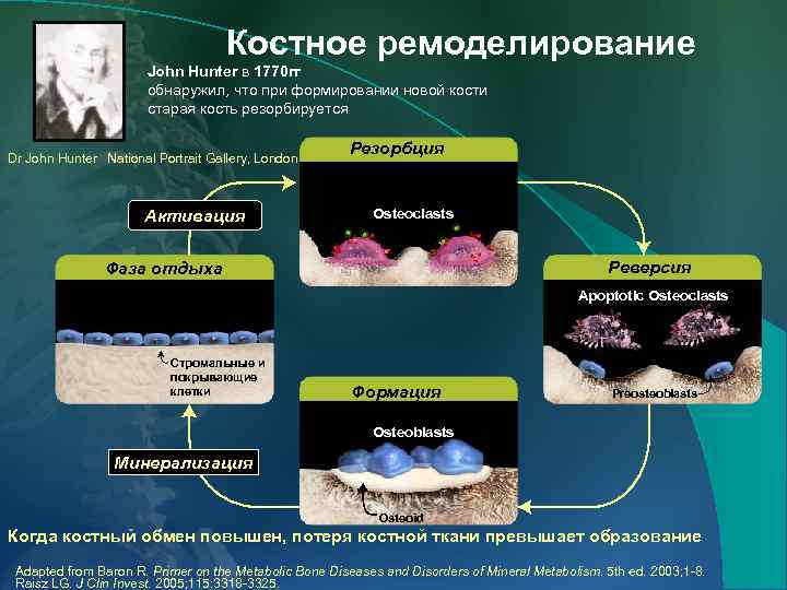 Костное ремоделирование John Hunter в 1770 гг обнаружил, что при формировании новой кости старая