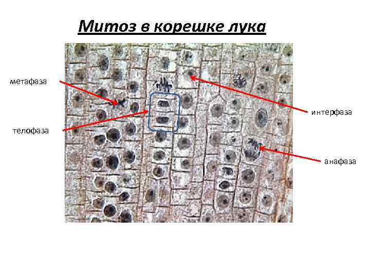 Митоз в корешке лука метафаза интерфаза телофаза анафаза 