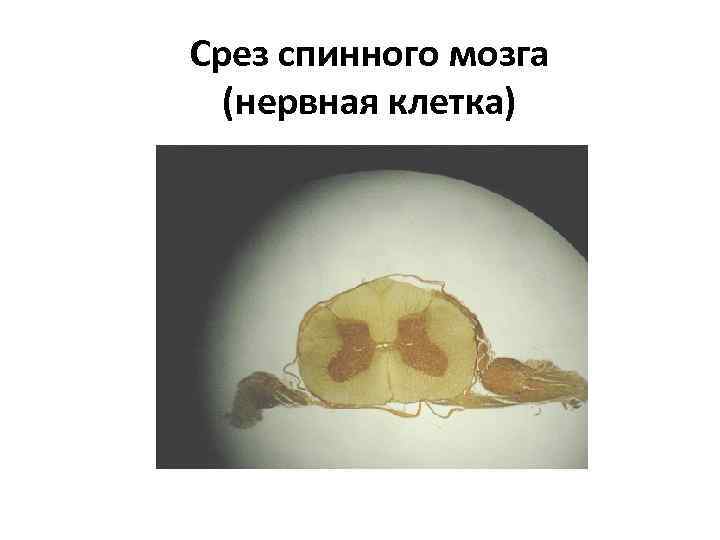 Срез спинного мозга (нервная клетка) 