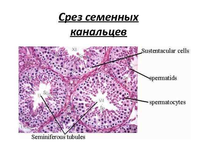 Срез семенных канальцев 