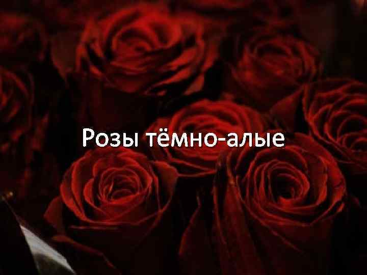 Розы тёмно-алые 