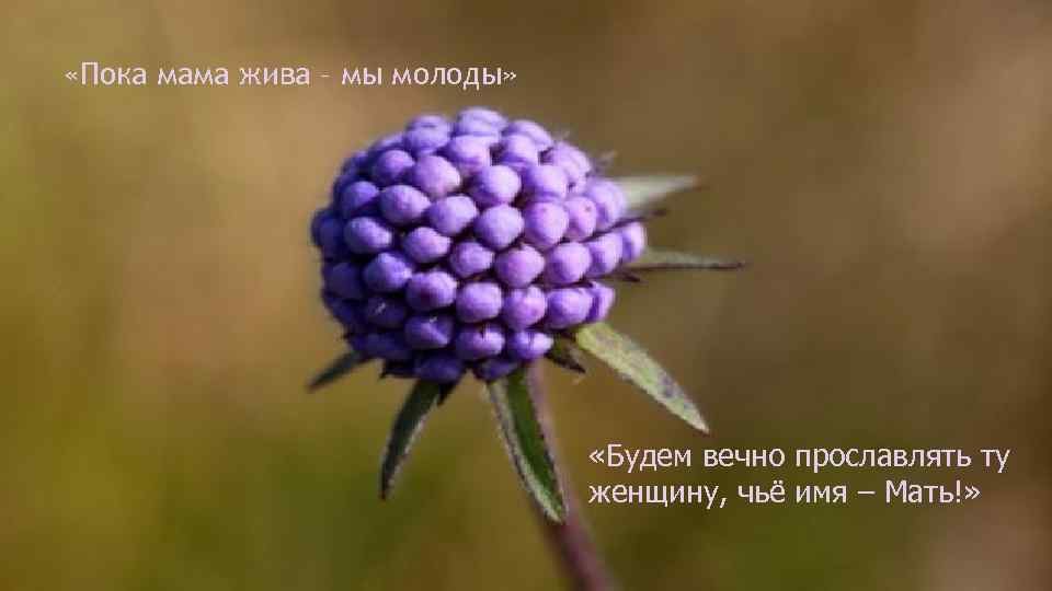  «Пока мама жива – мы молоды» «Будем вечно прославлять ту женщину, чьё имя