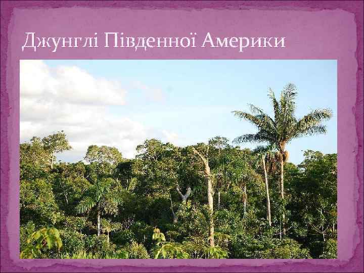 Джунглі Південної Америки 