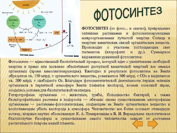 Какие организмы обеспечивают превращение солнечной энергии в химическую нарисуйте