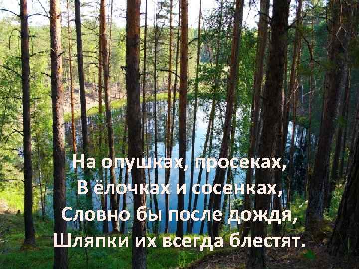 На опушках, просеках, В ёлочках и сосенках, Словно бы после дождя, Шляпки их всегда