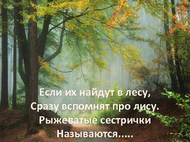 Если их найдут в лесу, Сразу вспомнят про лису. Рыжеватые сестрички Называются. . .