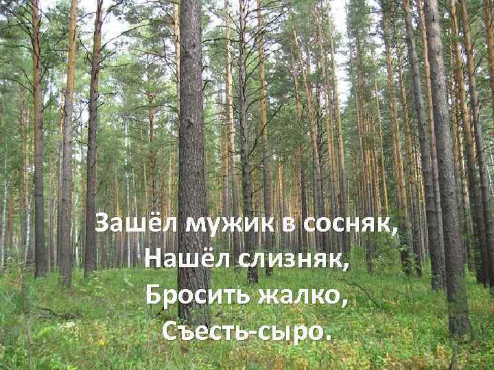 Зашёл мужик в сосняк, Нашёл слизняк, Бросить жалко, Съесть-сыро. 