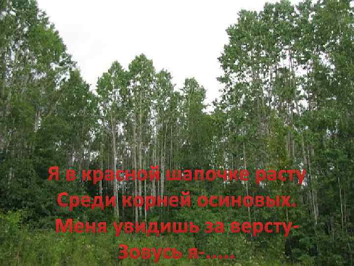 Я в красной шапочке расту Среди корней осиновых. Меня увидишь за версту. Зовусь я-.