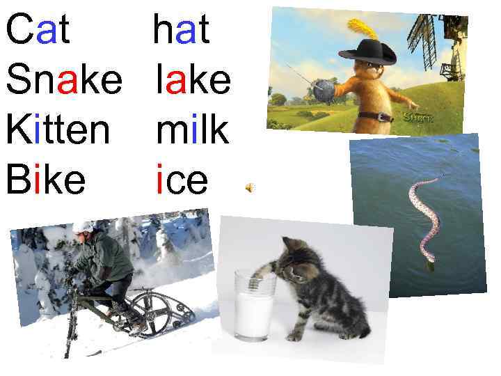 Cat Snake Kitten Bike hat lake milk ice 