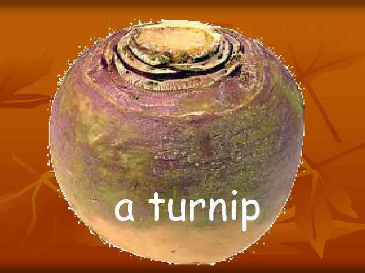 a turnip 