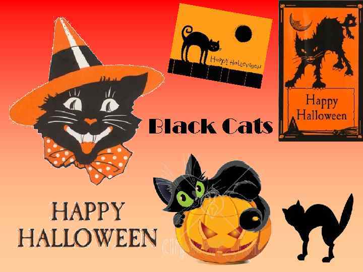 Black Cats 