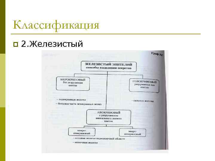 Классификация p 2. Железистый 