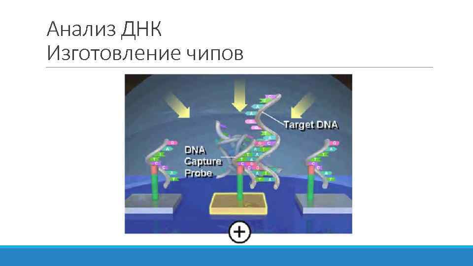 Анализ ДНК Изготовление чипов 