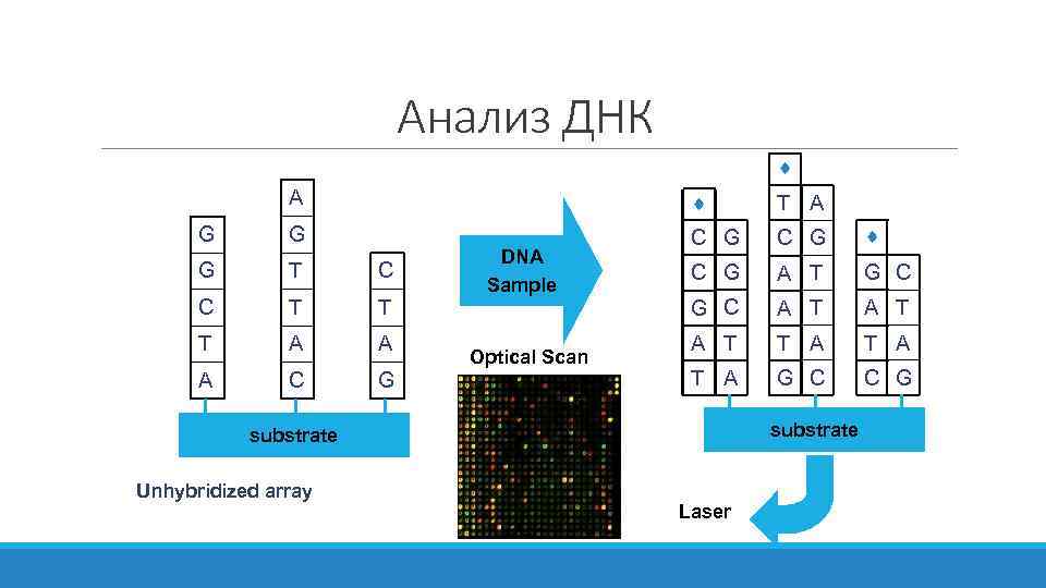 Анализ ДНК A T A G G C G G T C C G