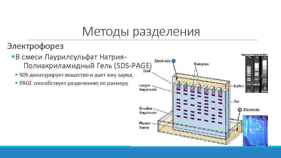 Электрофорез в полиакриламидном геле презентация