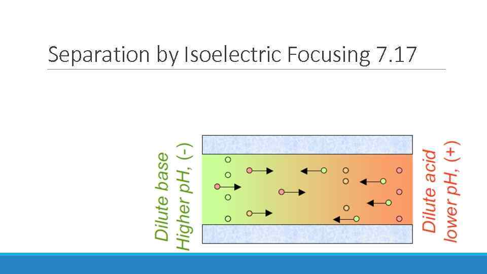 Separation by Isoelectric Focusing 7. 17 
