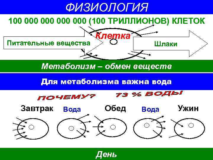 ФИЗИОЛОГИЯ 100 000 000 (100 ТРИЛЛИОНОВ) КЛЕТОК Питательные вещества Клетка Шлаки Метаболизм – обмен