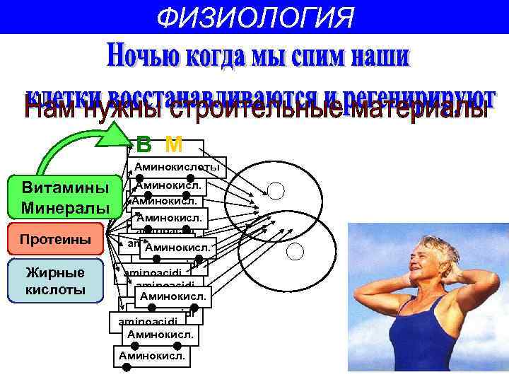 ФИЗИОЛОГИЯ В М Аминокислоты Витамины Минералы Протеины Жирные кислоты Аминокисл. aminoacidi aminoacidi Аминокисл. 