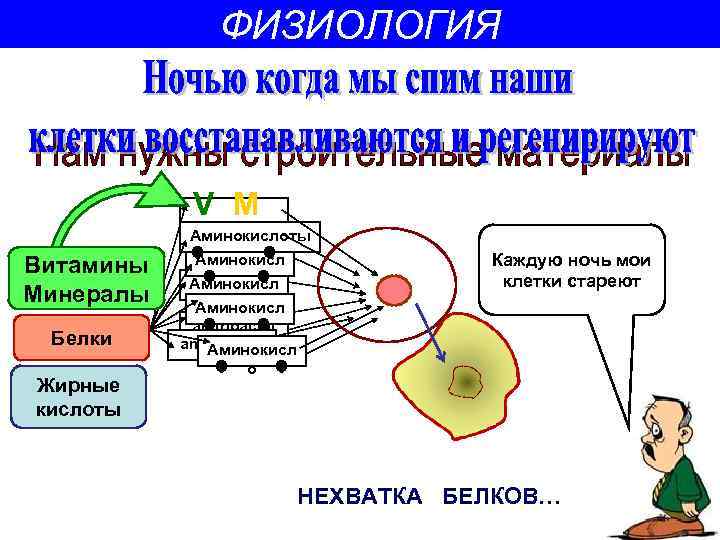 ФИЗИОЛОГИЯ V M Витамины Минералы Белки Жирные кислоты Аминокисл aminoacidi Аминокисл о Каждую ночь