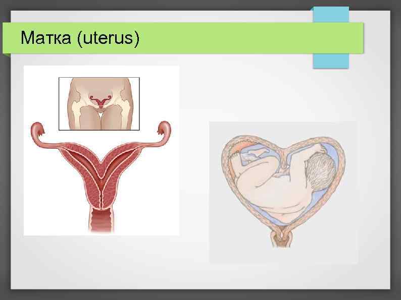 Матка (uterus) 