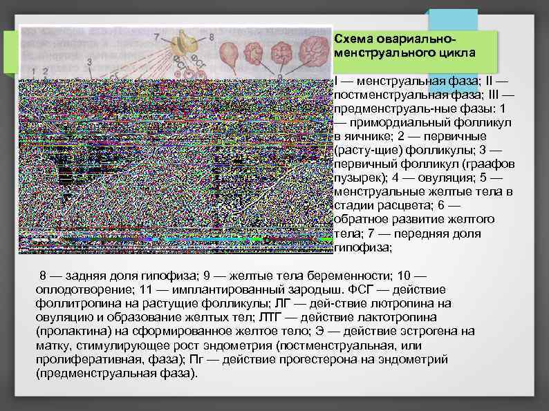 Схема овариальноменструального цикла I — менструальная фаза; II — постменструальная фаза; III — предменструаль