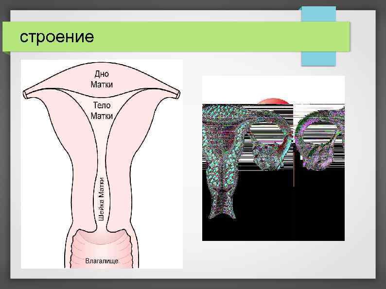 Строение шейки матки в картинках