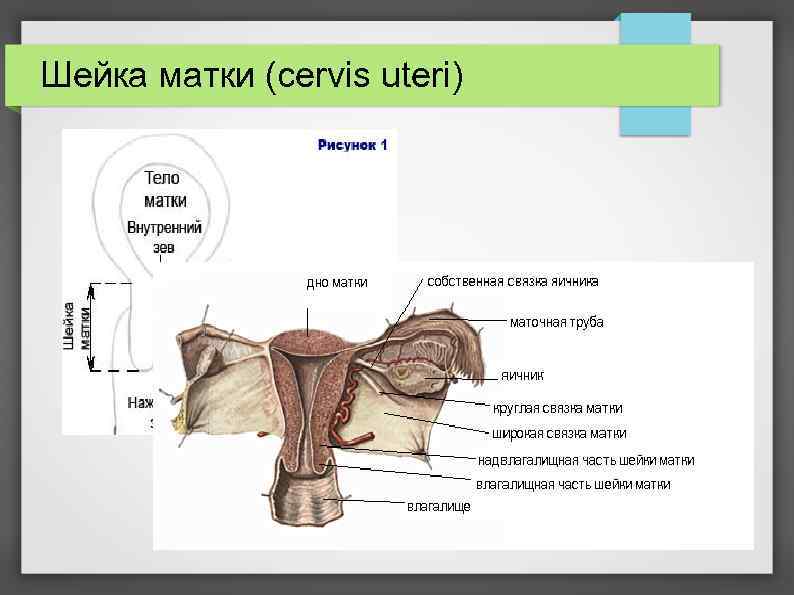 Строение шейки матки в картинках