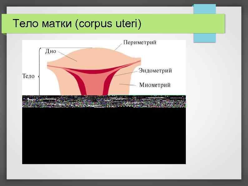 Тело матки (corpus uteri) 