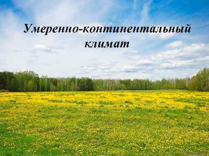 Сельские климаты. Умеренный континентальный пояс в России. Умеренно континентальный климат. Континентальный климат в России. Умеренный климат природа.