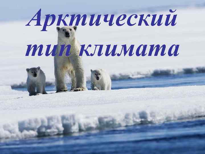 Арктический тип климата 