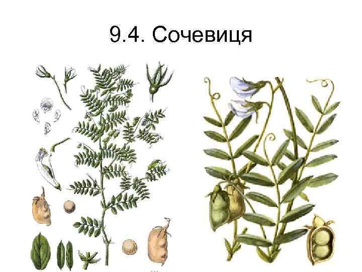 9. 4. Сочевиця 