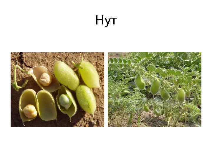 Нут 