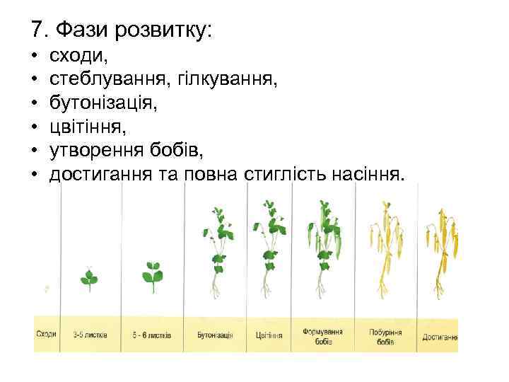 7. Фази розвитку: • • • сходи, стеблування, гілкування, бутонізація, цвітіння, утворення бобів, достигання