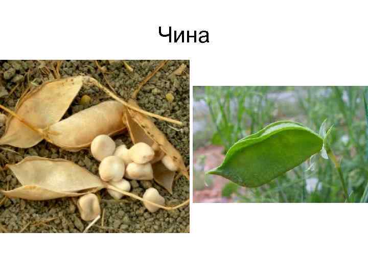 Чина 