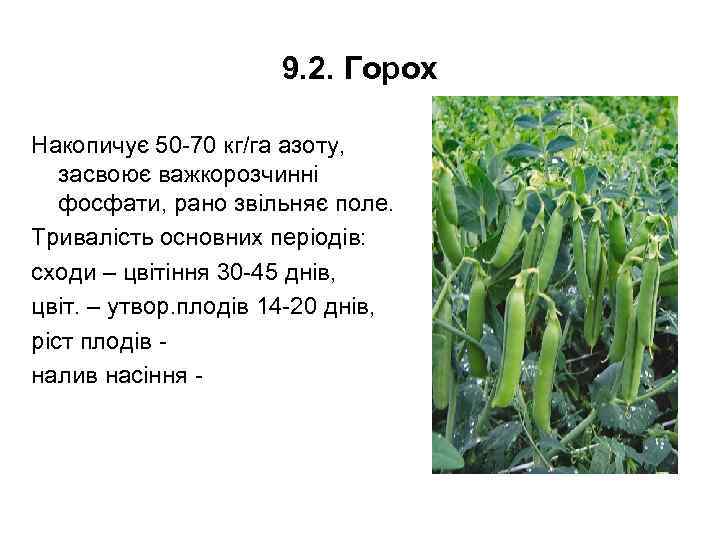 9. 2. Горох Накопичує 50 -70 кг/га азоту, засвоює важкорозчинні фосфати, рано звільняє поле.