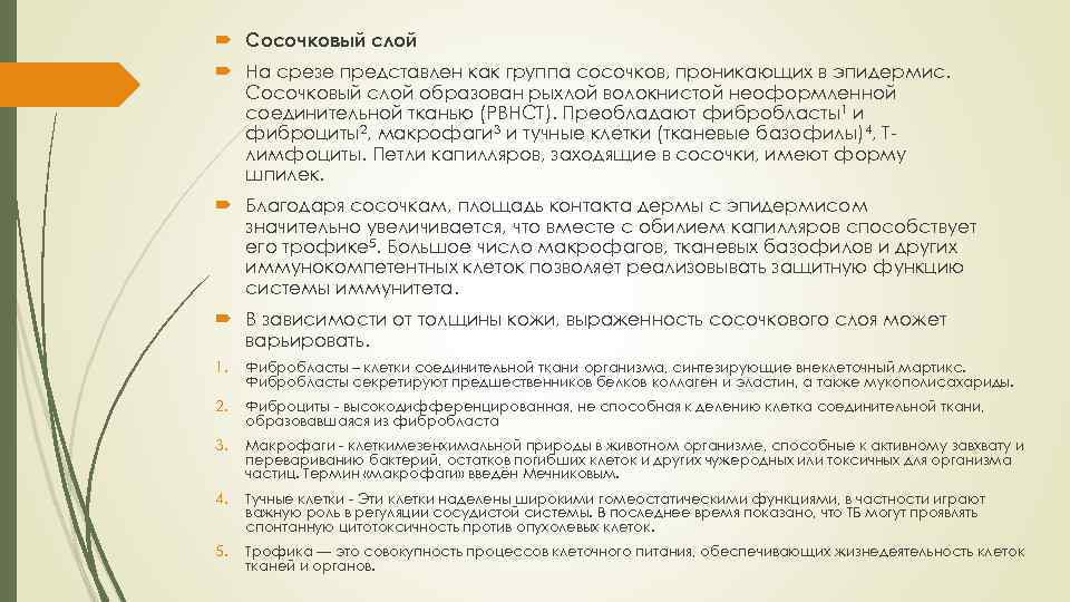  Сосочковый слой На срезе представлен как группа сосочков, проникающих в эпидермис. Сосочковый слой