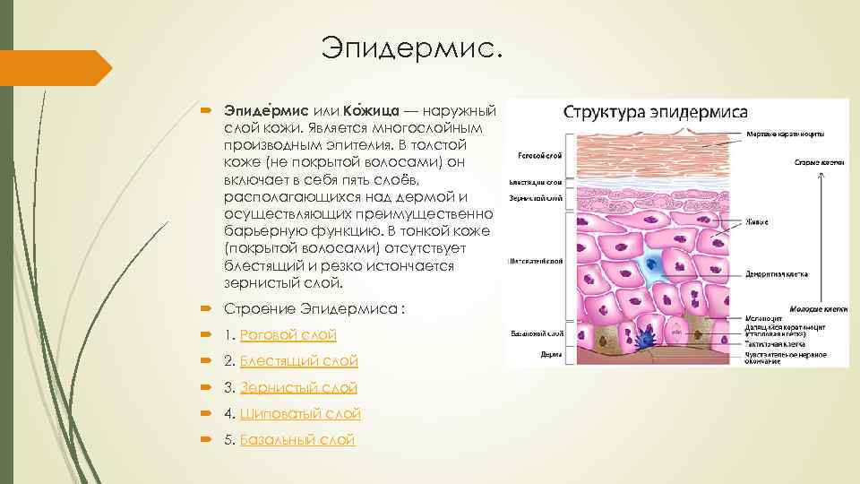 Соотнеси структуры и слои кожи с номерами под которыми они обозначены на рисунке