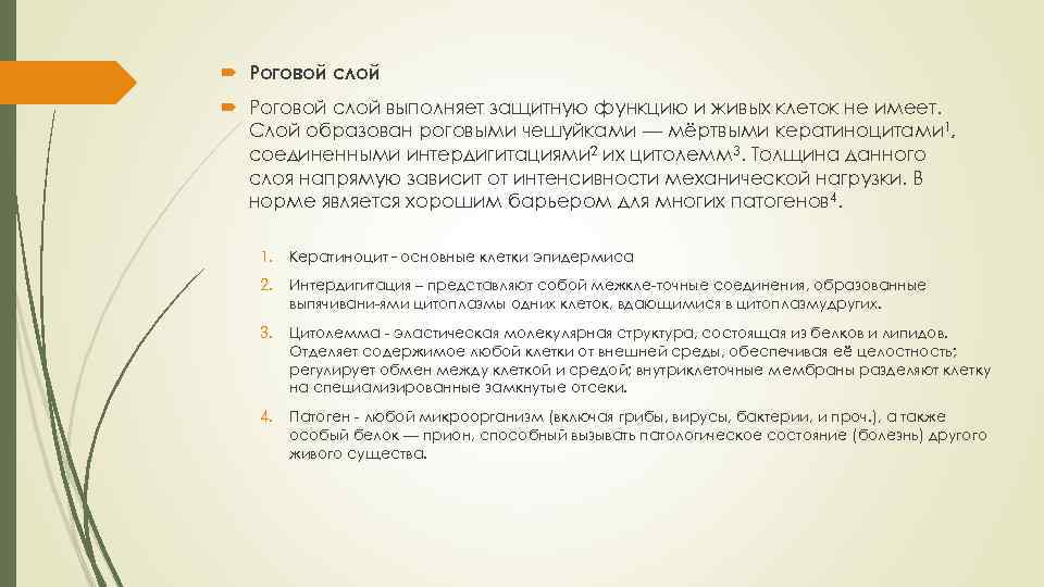  Роговой слой выполняет защитную функцию и живых клеток не имеет. Слой образован роговыми