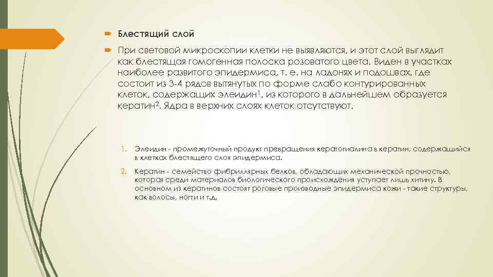  Блестящий слой При световой микроскопии клетки не выявляются, и этот слой выглядит как