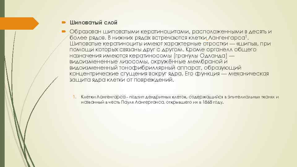  Шиповатый слой Образован шиповатыми кератиноцитами, расположенными в десять и более рядов. В нижних
