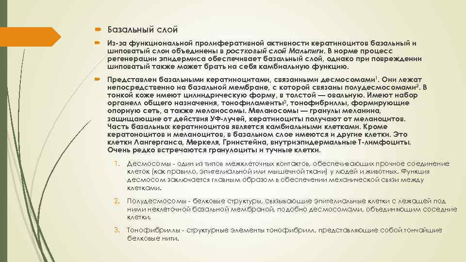  Базальный слой Из-за функциональной пролиферативной активности кератиноцитов базальный и шиповатый слои объединены в