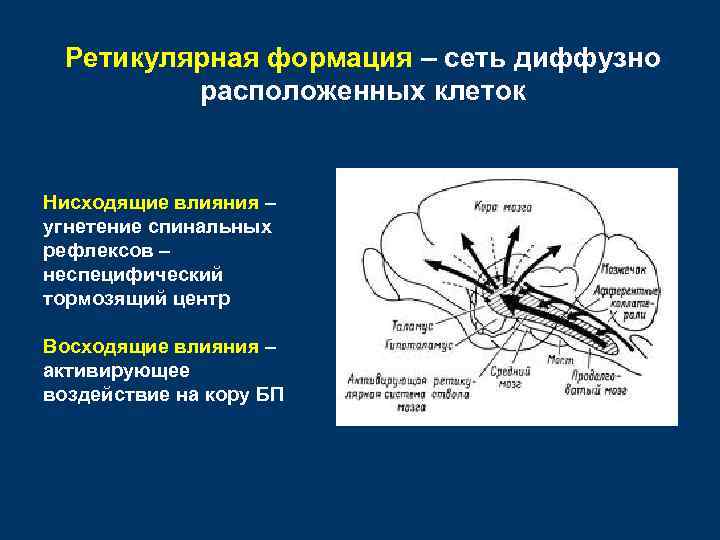 Ретикулярная формация – сеть диффузно расположенных клеток Нисходящие влияния – угнетение спинальных рефлексов –