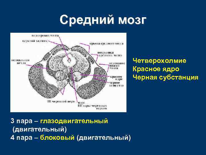 Средний мозг Четверохолмие Красное ядро Черная субстанция 3 пара – глазодвигательный (двигательный) 4 пара