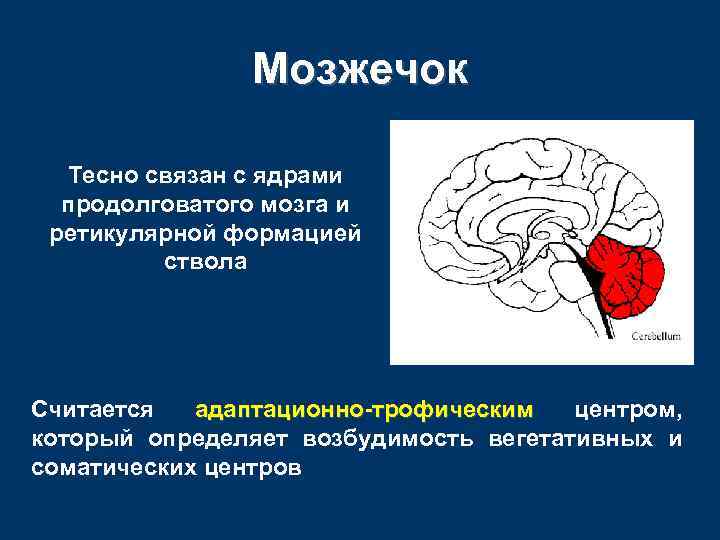 Мозжечок Тесно связан с ядрами продолговатого мозга и ретикулярной формацией ствола Считается адаптационно-трофическим центром,