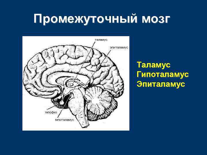 Промежуточный мозг Таламус Гипоталамус Эпиталамус 