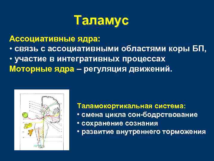 Таламус Ассоциативные ядра: • связь с ассоциативными областями коры БП, • участие в интегративных